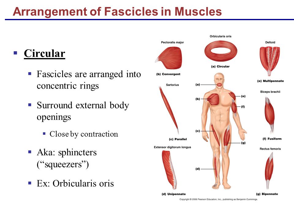 Muscle Mechanics Importance of Fascicle Arrangement ppt video